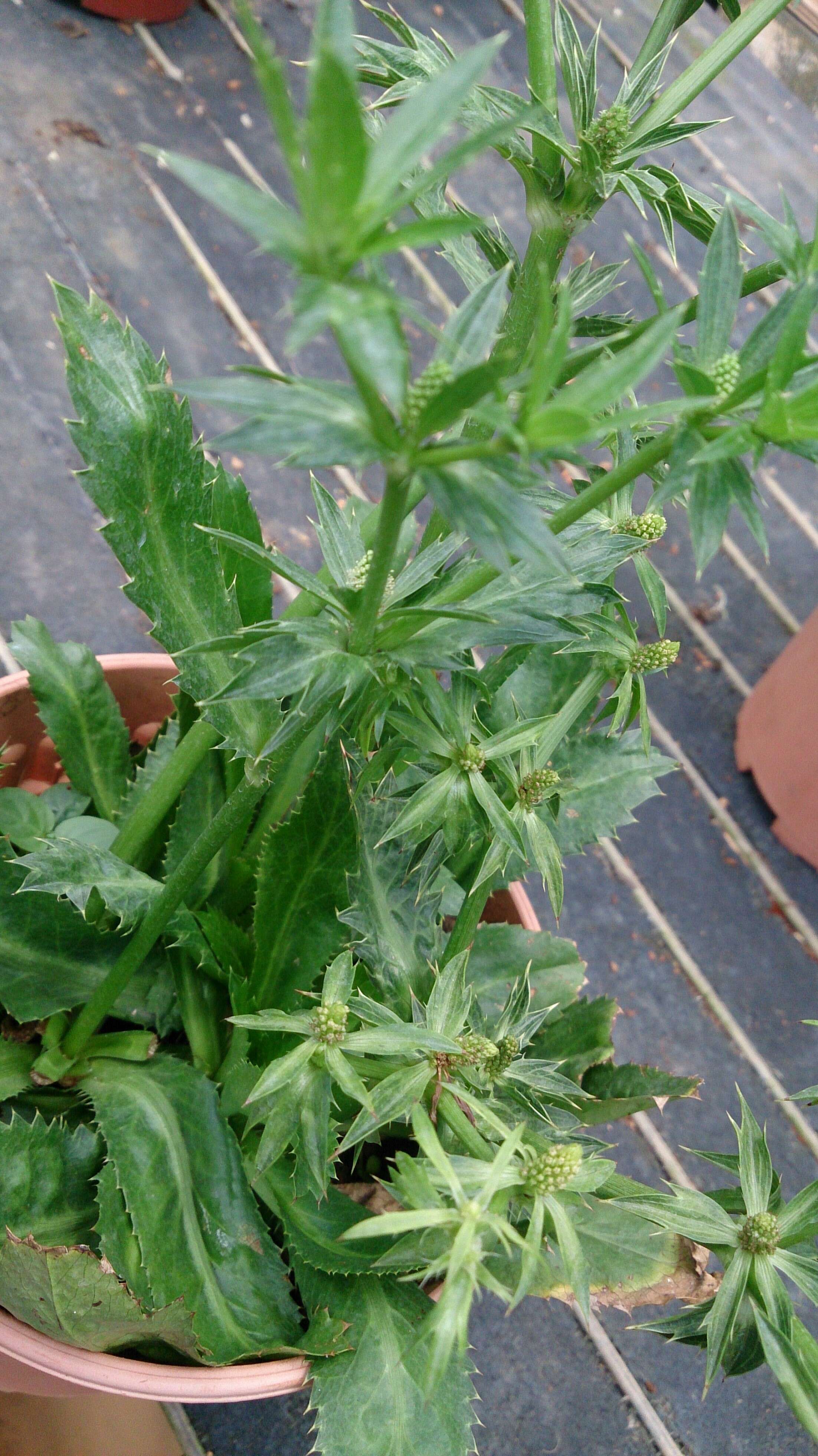 Eryngium foetidum L. resmi