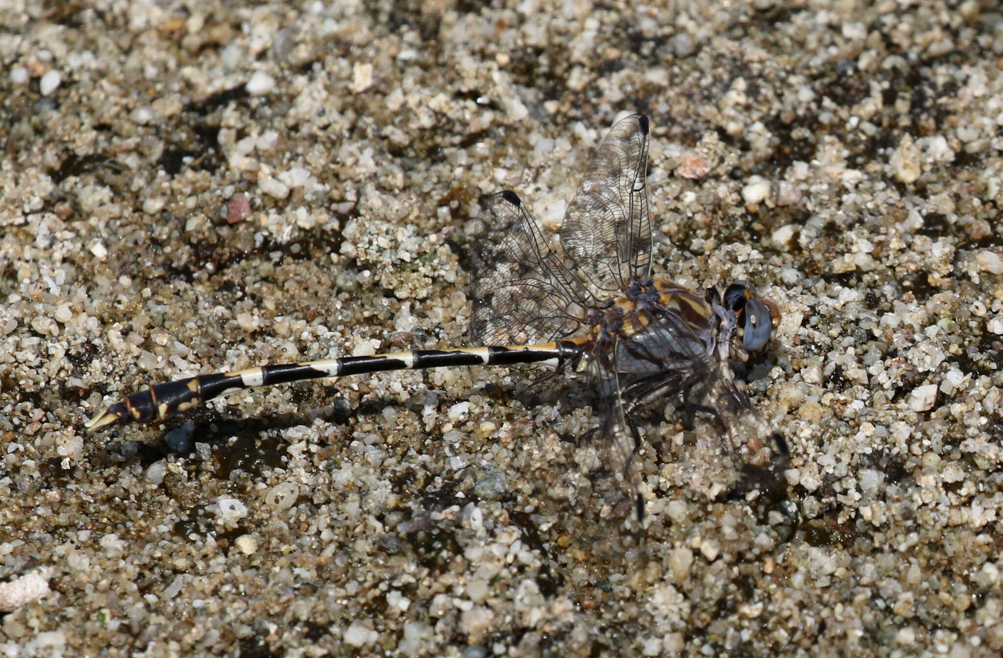 صورة Progomphus borealis McLachlan ex Selys 1873