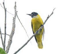 Image of Black-hooded Oriole