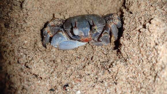 Image of Red Sea ghost crab