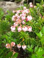 Image of blue mountainheath