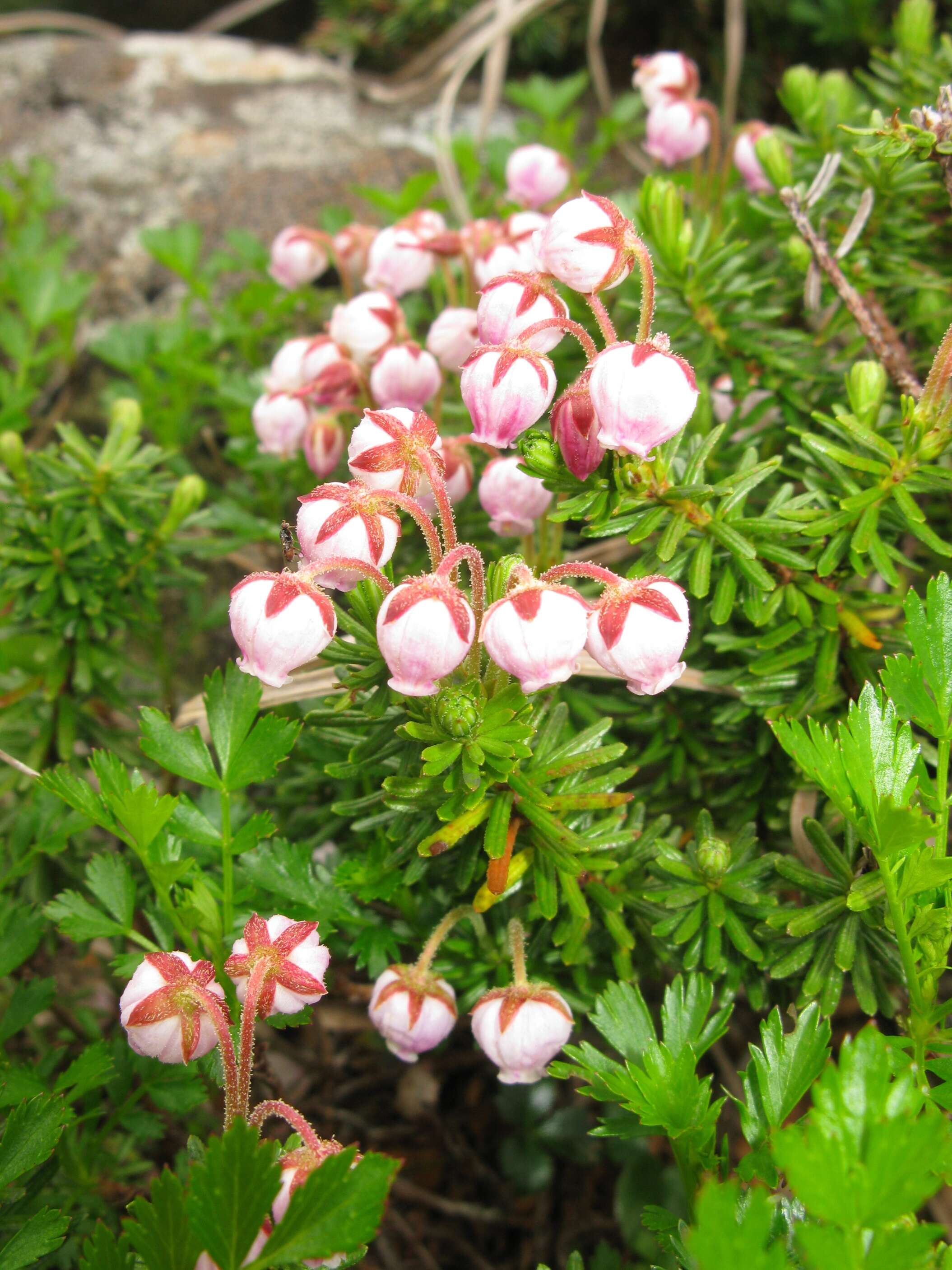 Image of blue mountainheath