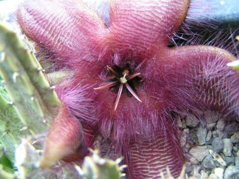 Sivun Ceropegia pulvinata (Masson) Bruyns kuva