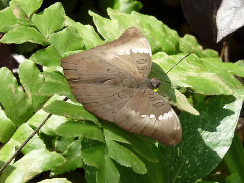 Image of Euthalia aconthea Cramer 1779