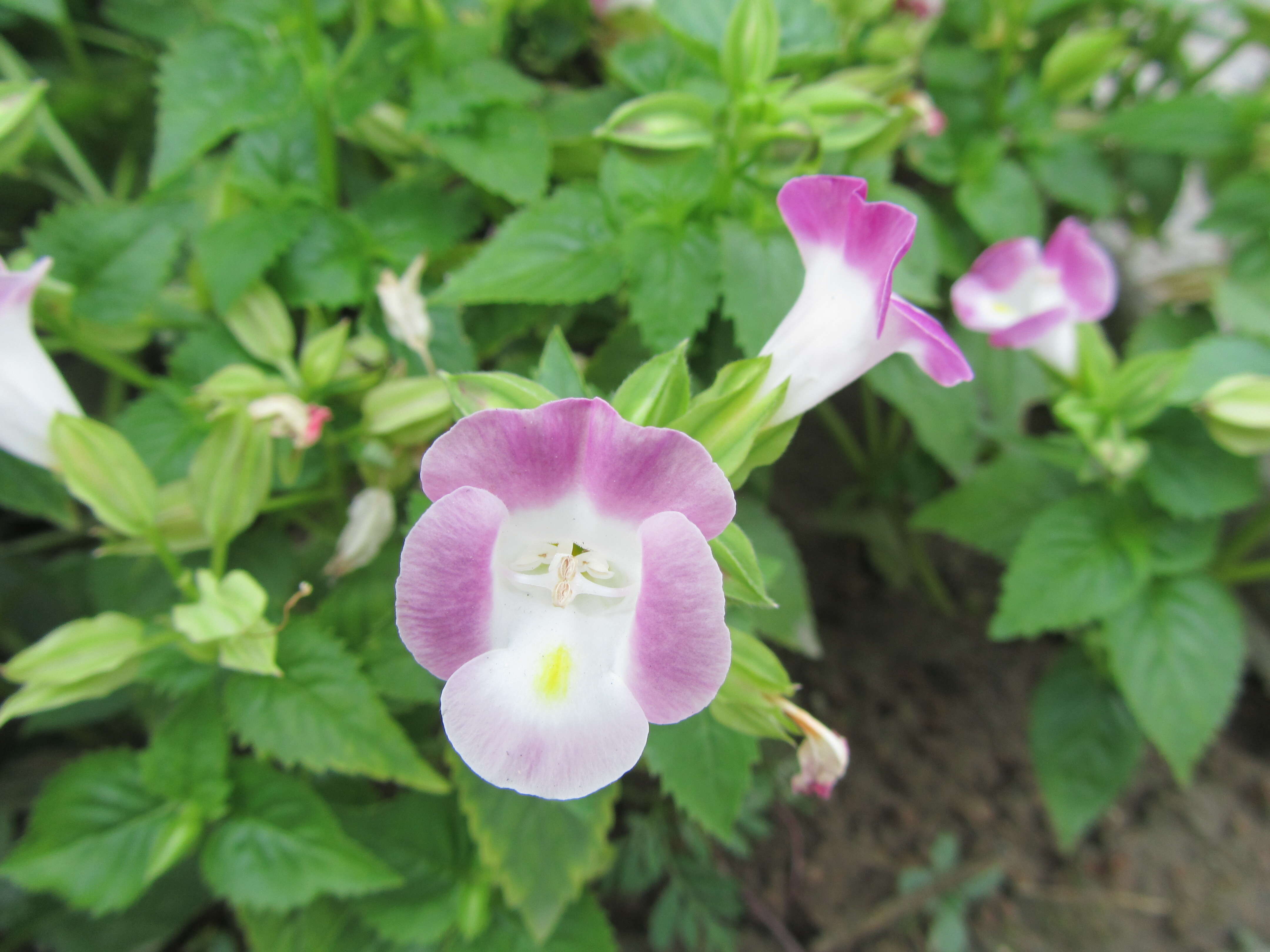 Image de Torenia fournieri Linden ex E. Fourn.