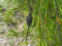 Image of Grevillea rosmarinifolia A. Cunn.