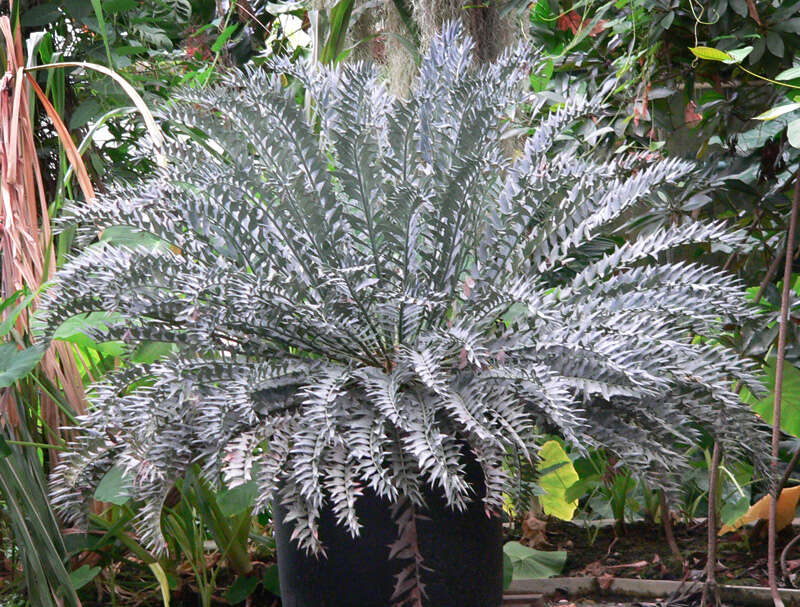 Image of Eastern Cape Blue Cycad