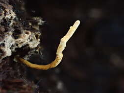 Image of Ophiocordyceps variabilis (Petch) G. H. Sung, J. M. Sung, Hywel-Jones & Spatafora 2007