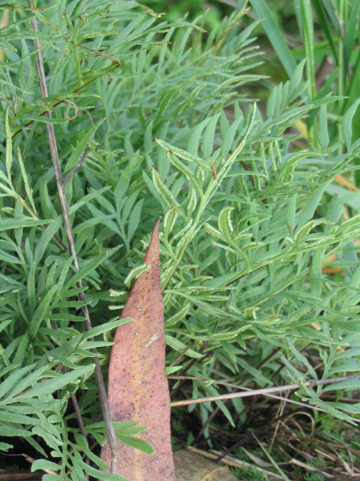 Image of Gaga angustifolia (Kunth) Fay W. Li & Windham