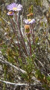 Image of fringed daisy-bush