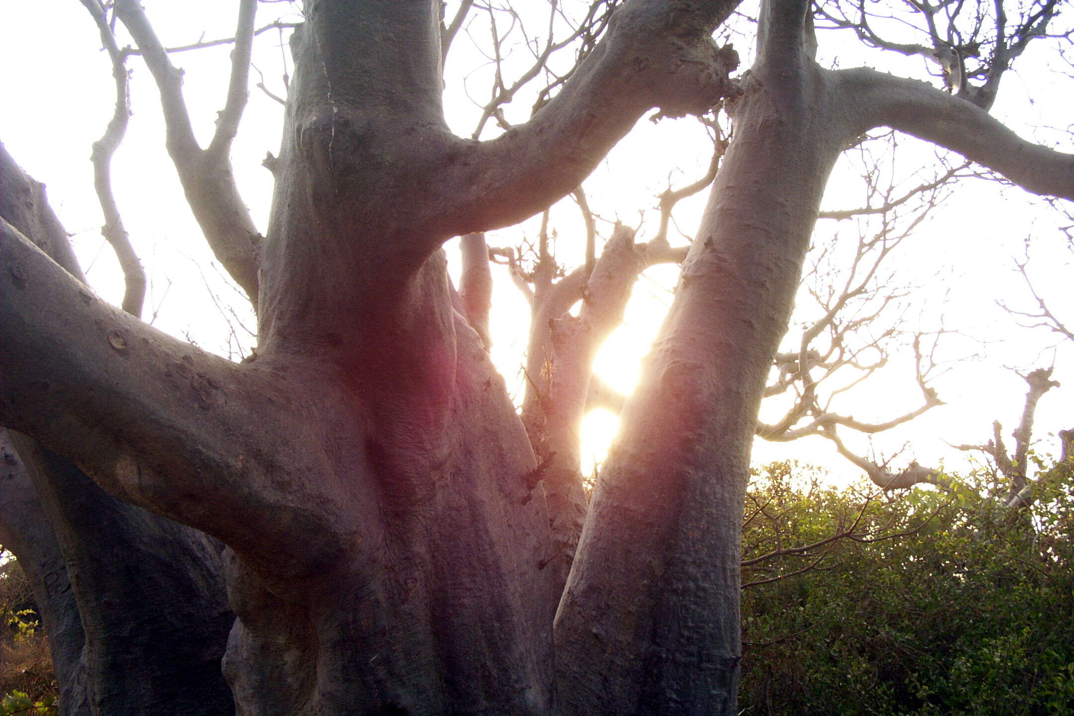 Image of African Baobab