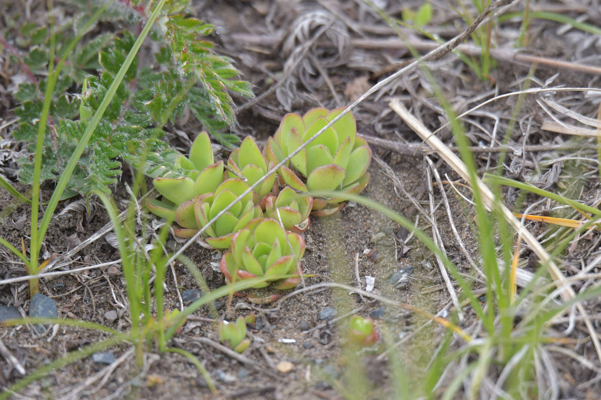 Image of Orostachys malacophylla (Pall.) Fisch.