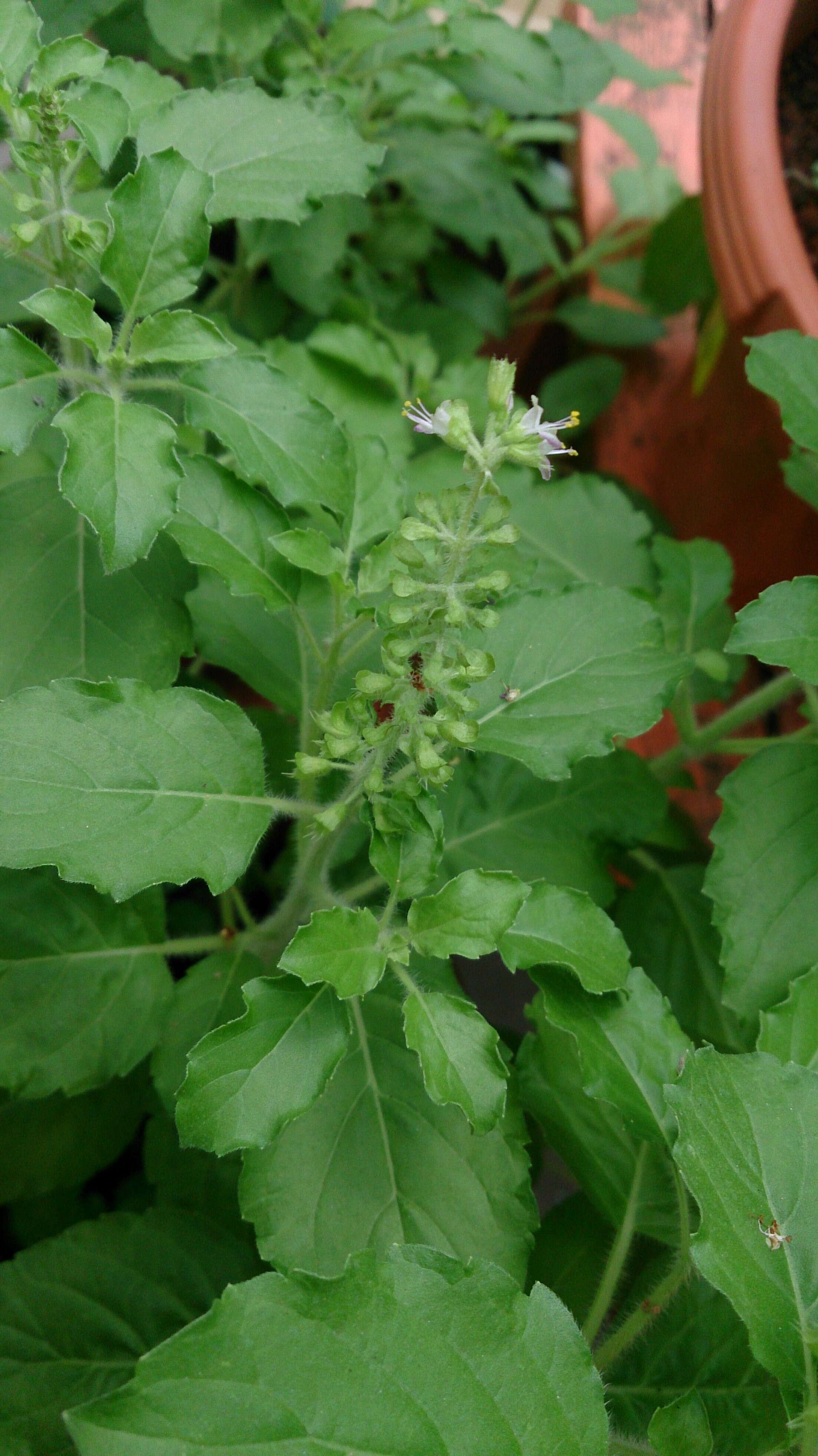 Image of holy basil