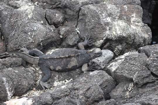 Слика од Amblyrhynchus cristatus wikelskii