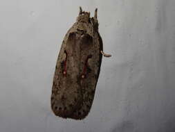 Imagem de Agonopterix ocellana Fabricius 1775