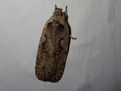 Image of Agonopterix ocellana Fabricius 1775