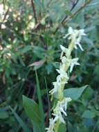 Imagem de Platanthera estesii W. J. Schrenk