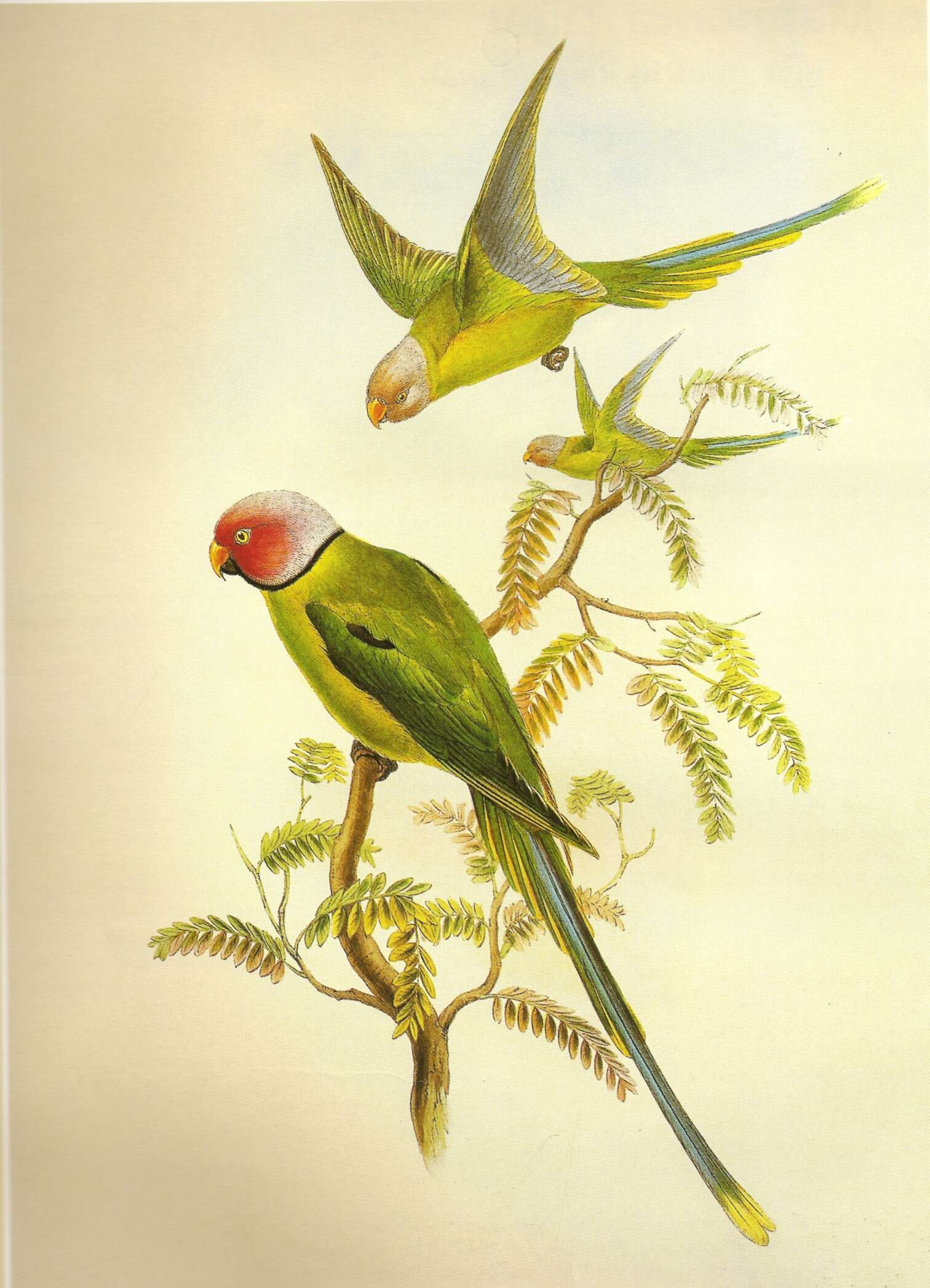 Image of Blossom-headed Parakeet