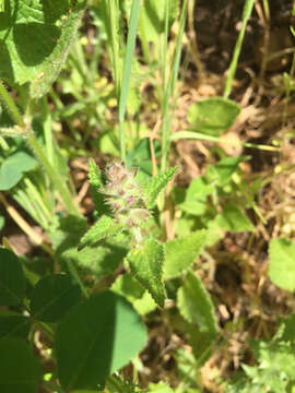 Слика од Stachys bullata Benth.