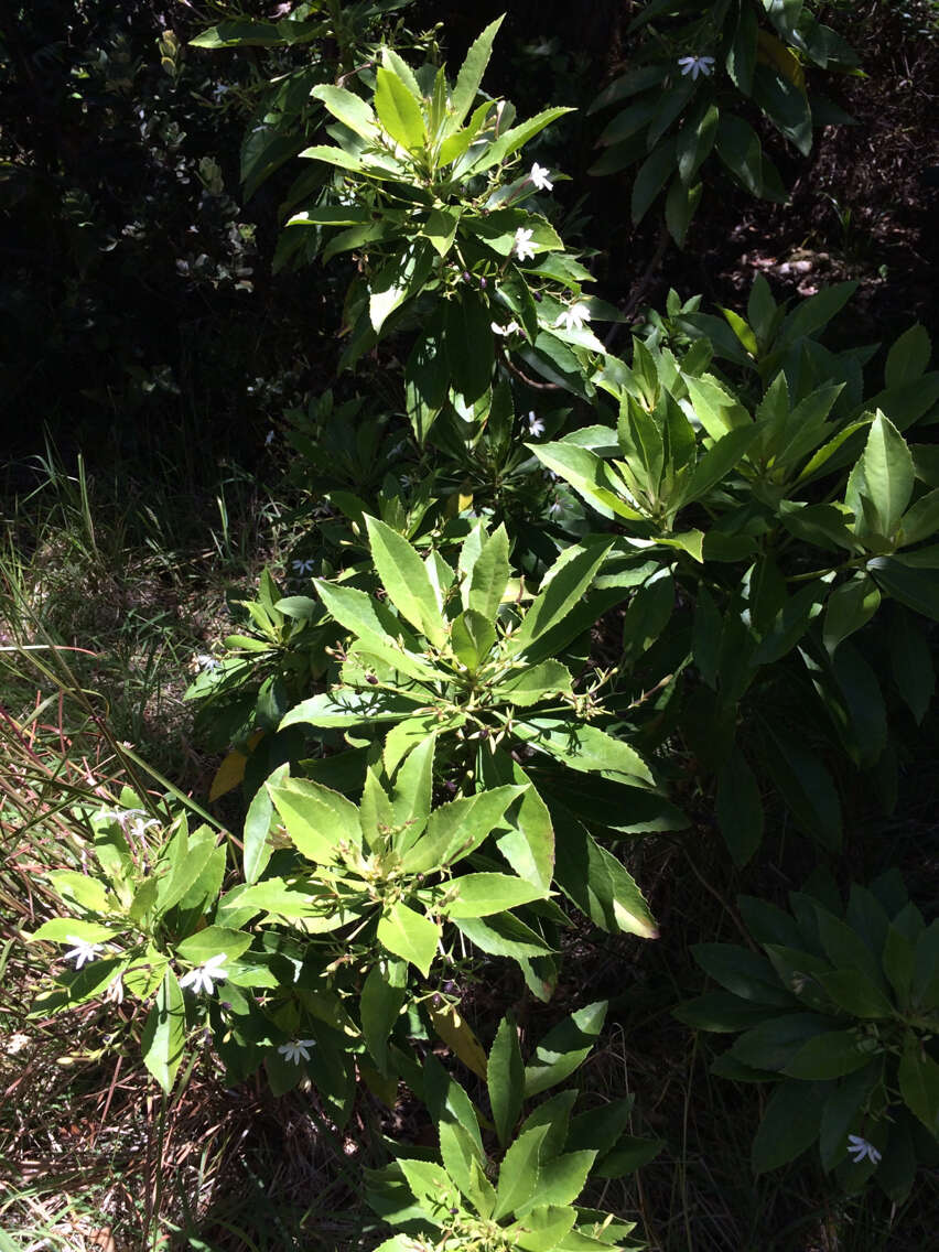 Imagem de Scaevola chamissoniana Gaud.