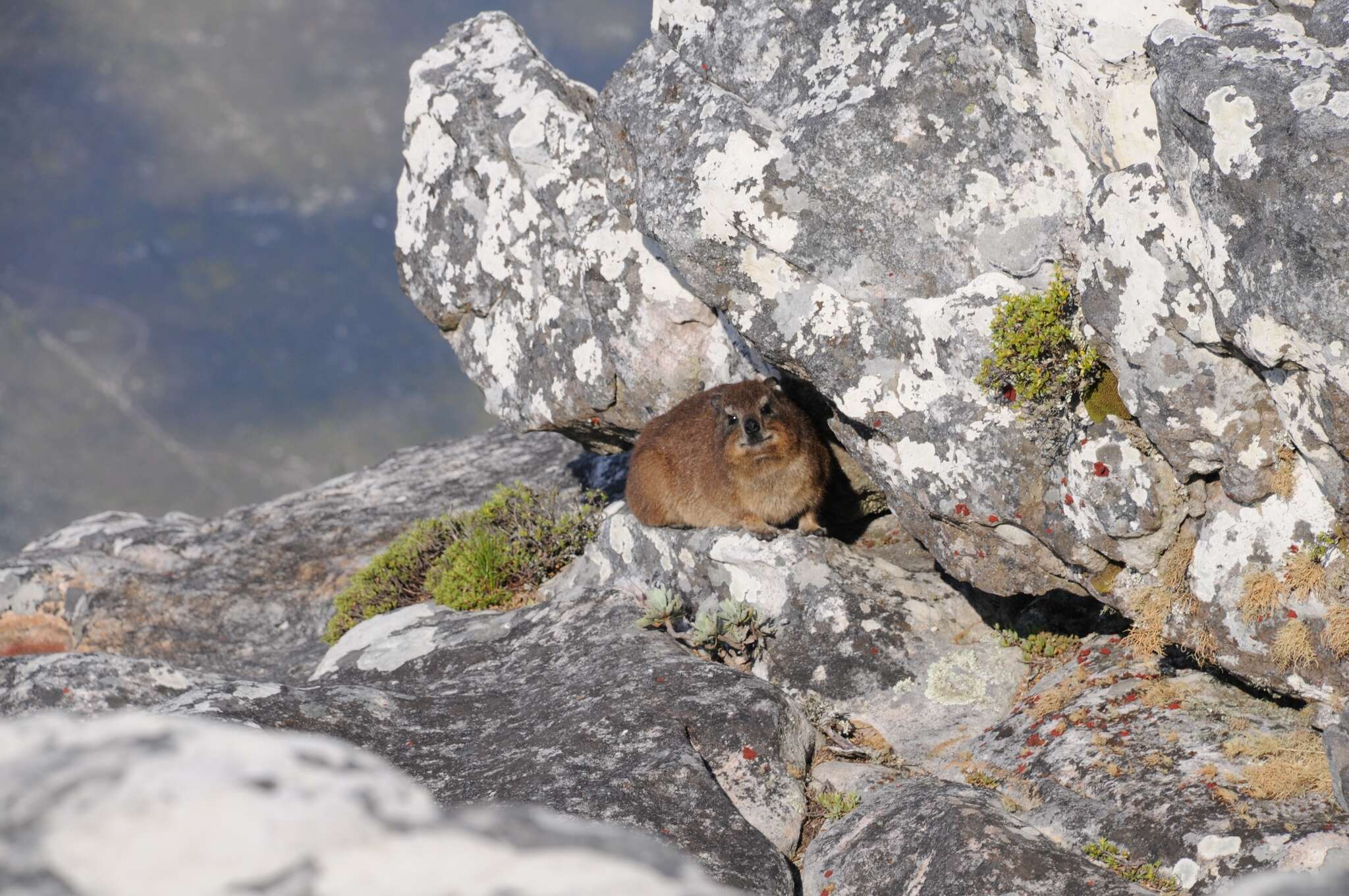 Image of Procavia capensis capensis (Pallas 1766)