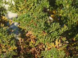 Image of Artemisia campestris subsp. maritima (DC.) Arcang.