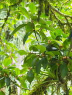 Image of Ficus colubrinae Standl.