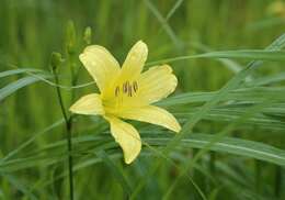 Image de Hemerocallis citrina var. vespertina (H. Hara) M. Hotta