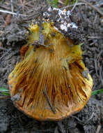 Image of Cortinarius verrucisporus Thiers & A. H. Sm. 1969