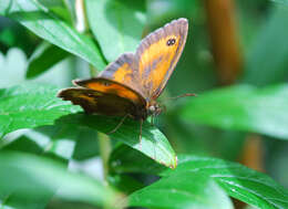 Image of hedge brown