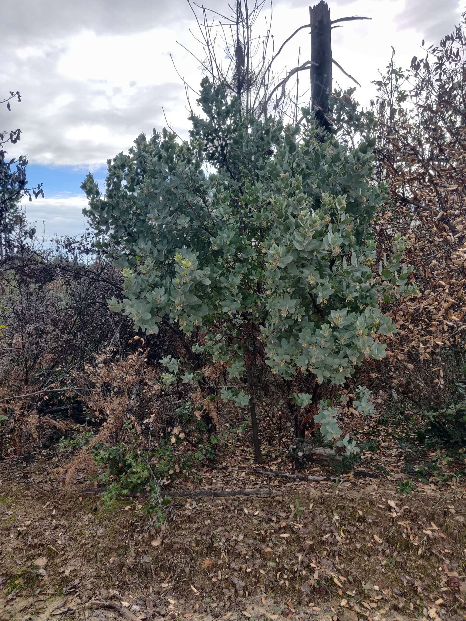 Image of Schreiber's manzanita