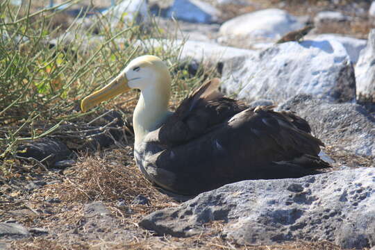 Image of Waved Albatross