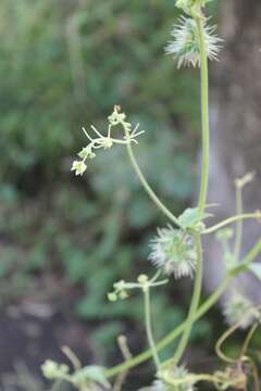 Image de Sicyos microphyllos Kunth