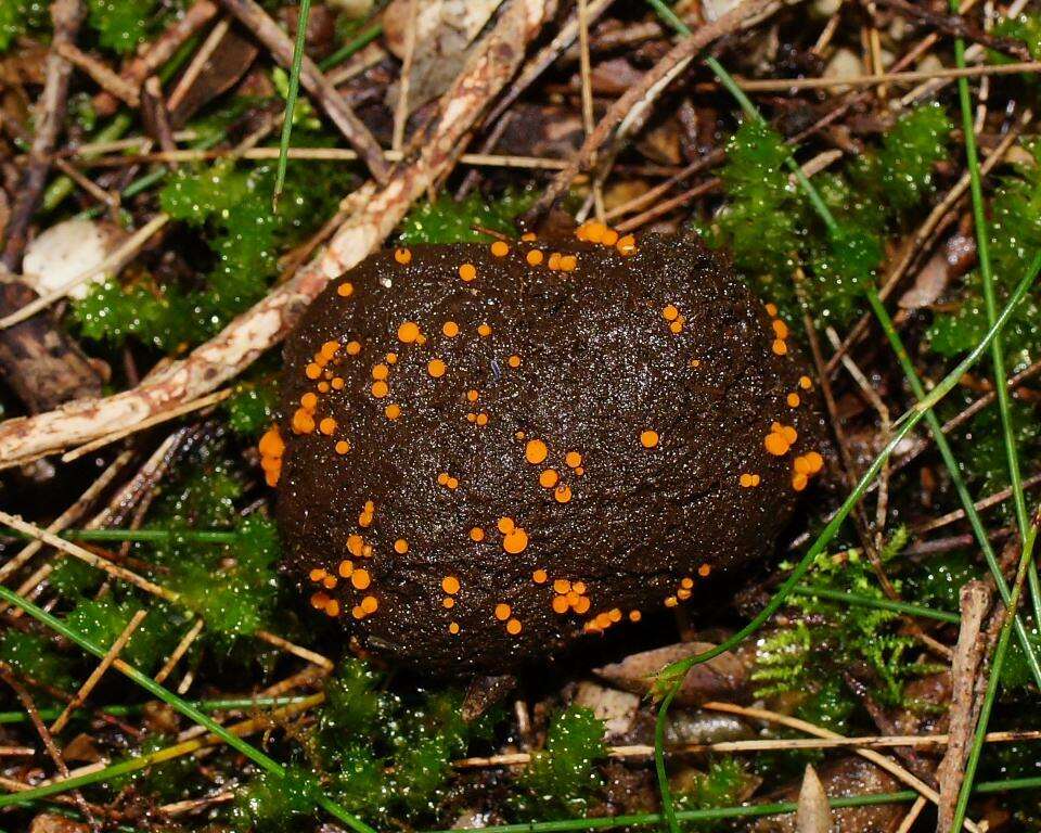 Image of Cheilymenia raripila (W. Phillips) Dennis 1960