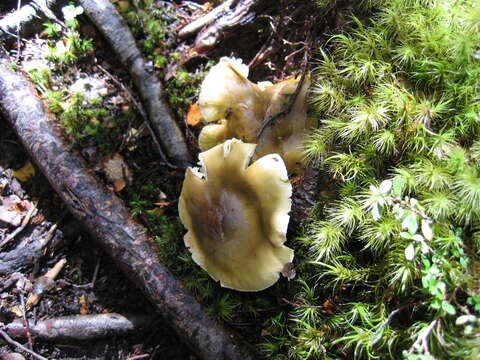 Tricholoma viridiolivaceum G. Stev. 1964的圖片