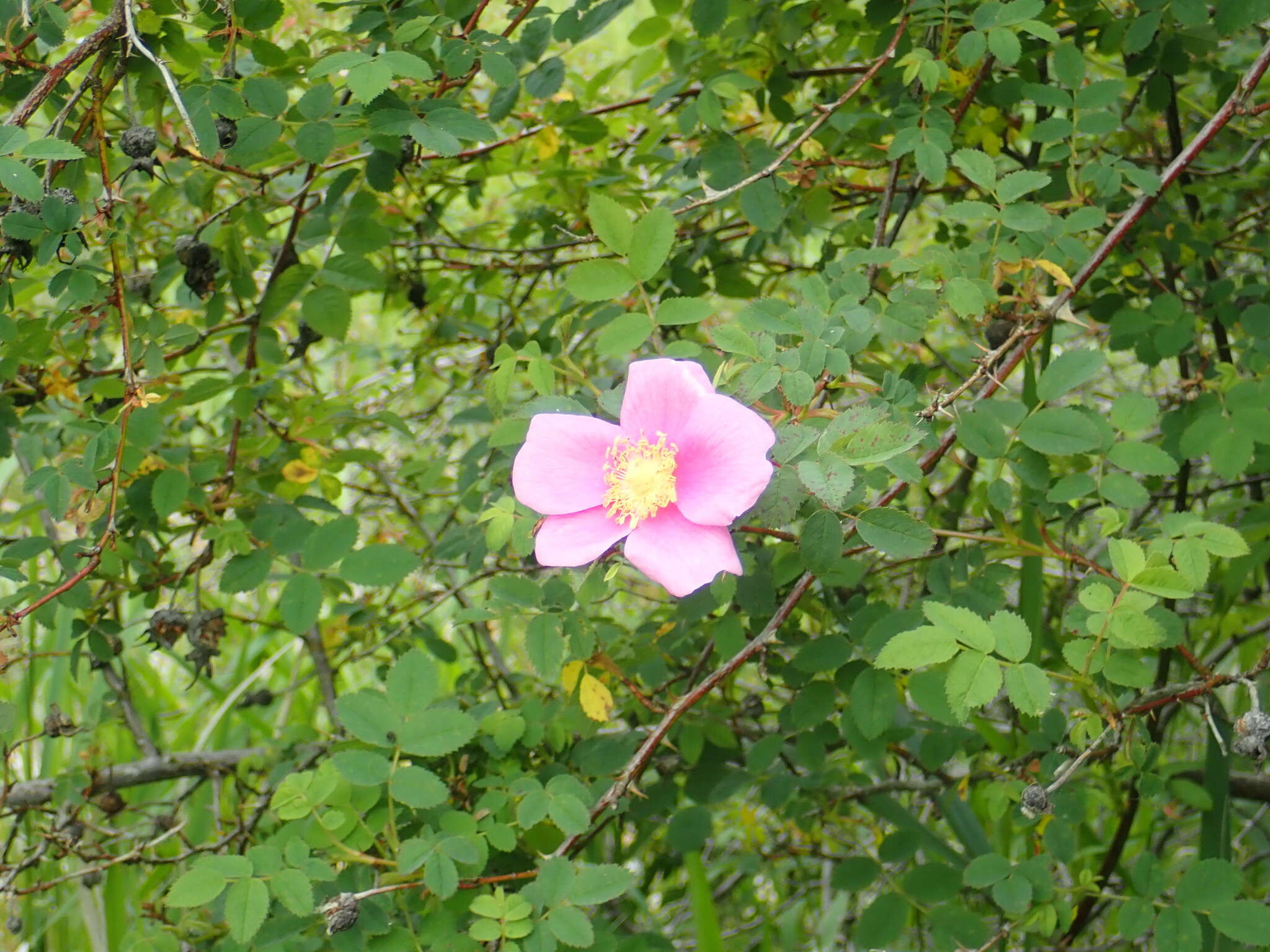 Image of Nootka rose