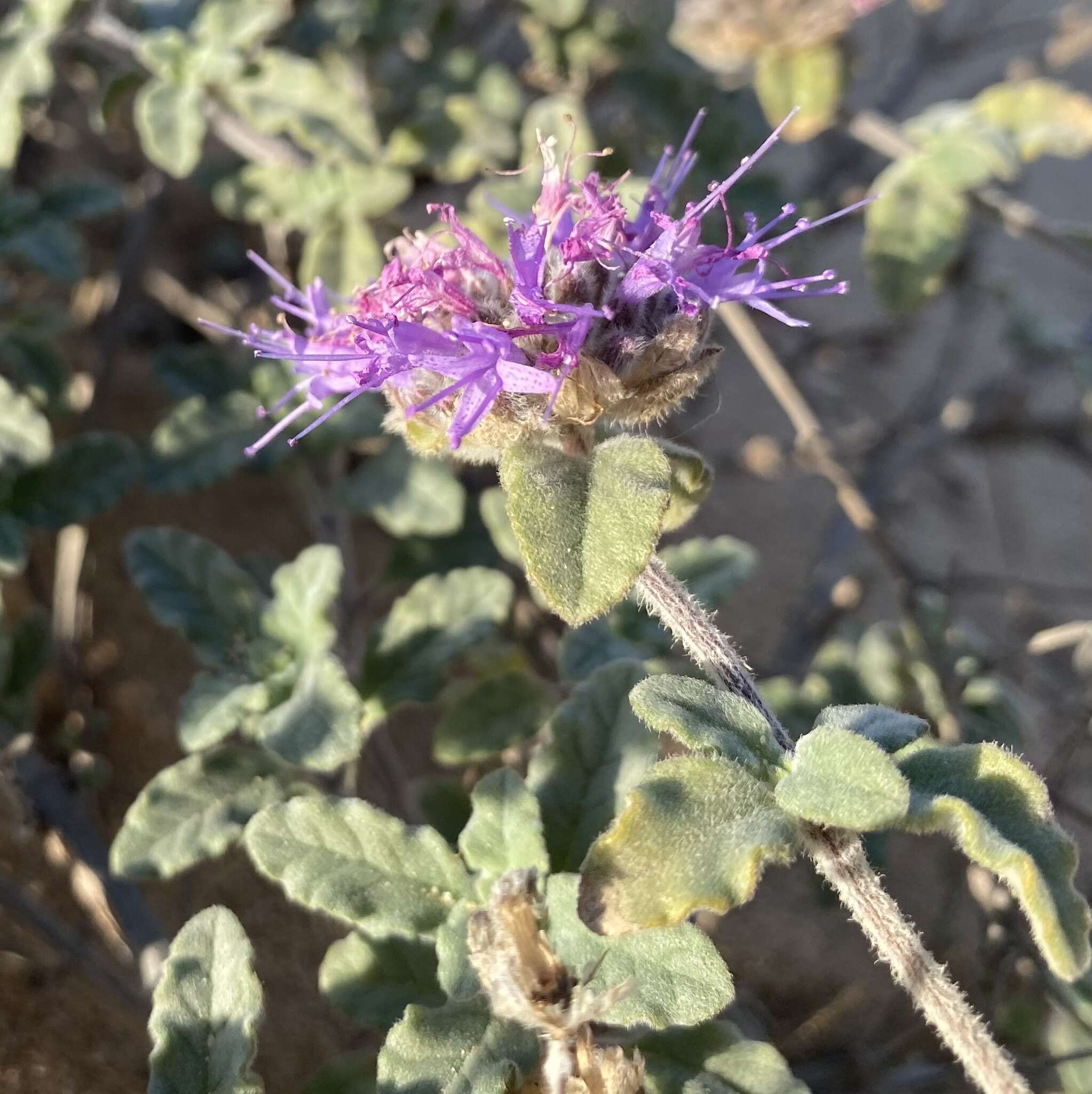 Image of curlyleaf monardella