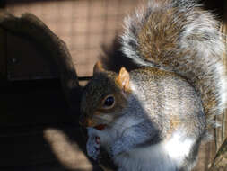 Image of Sciurus subgen. Sciurus Linnaeus 1758