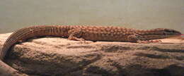 Image of ridge-tailed monitor