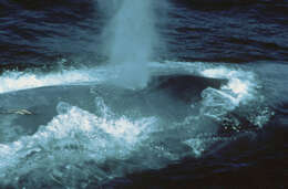 Image of Pygmy Blue Whale