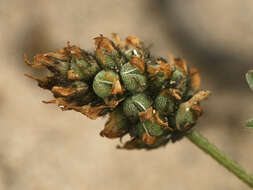 Imagem de Astragalus didymocarpus var. didymocarpus