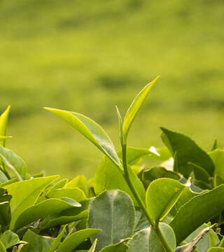 Image of Tea plant