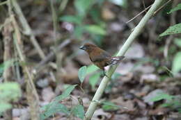 Image of Blue-black Grosbeak