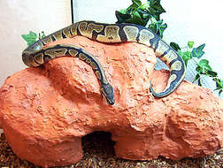 Image of Ball Python