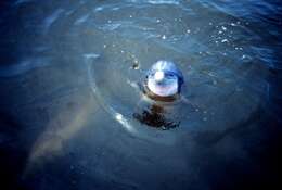 Image of Bottlenose Dolphin