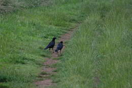 Image of Carrion Crow