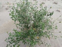 Sivun Encelia frutescens (A. Gray) A. Gray kuva