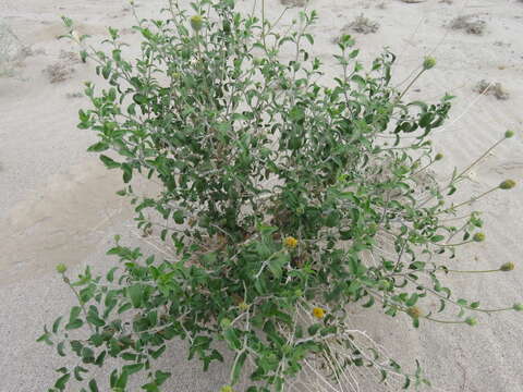 Sivun Encelia frutescens (A. Gray) A. Gray kuva