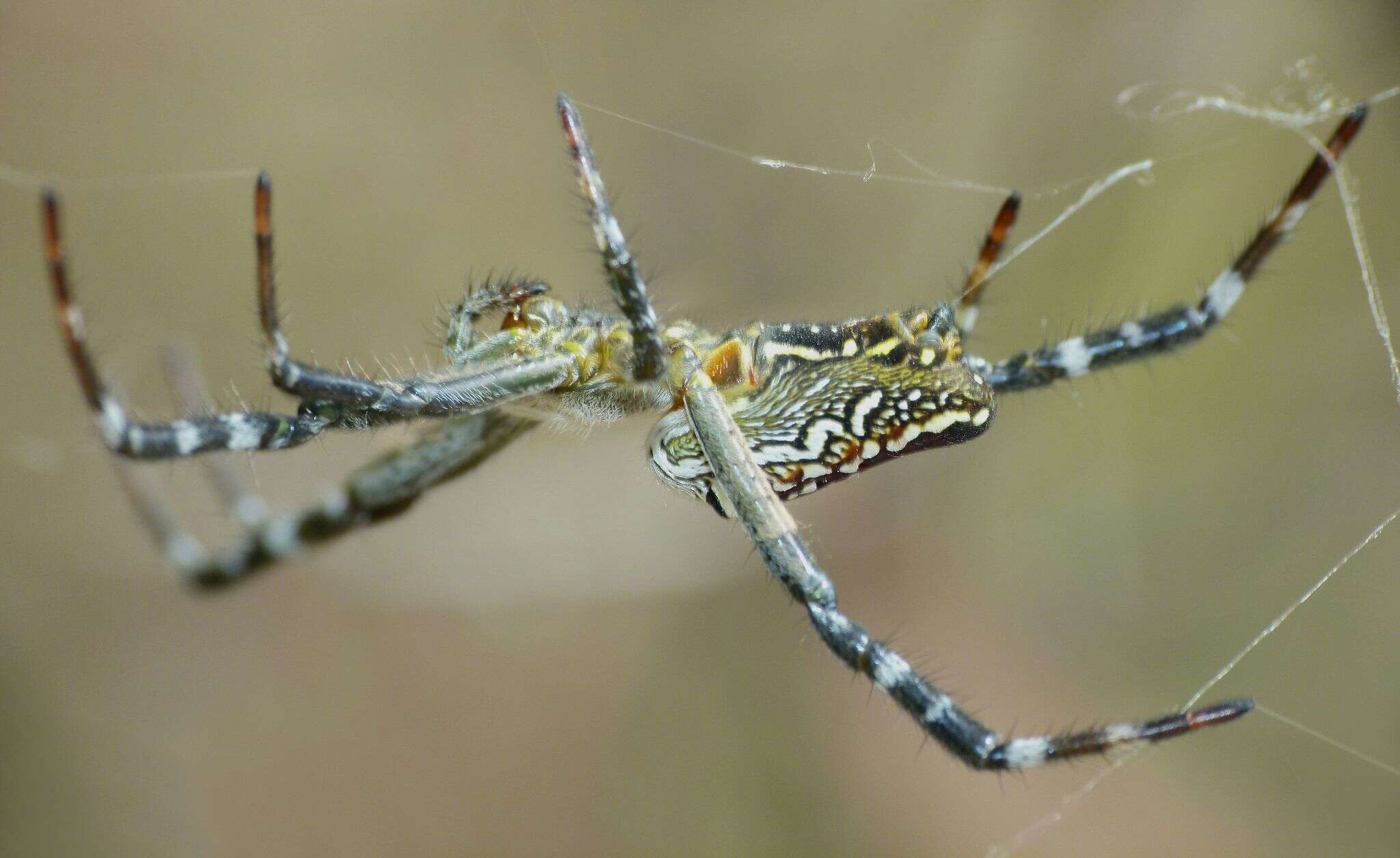 Imagem de Cyrtophora moluccensis (Doleschall 1857)