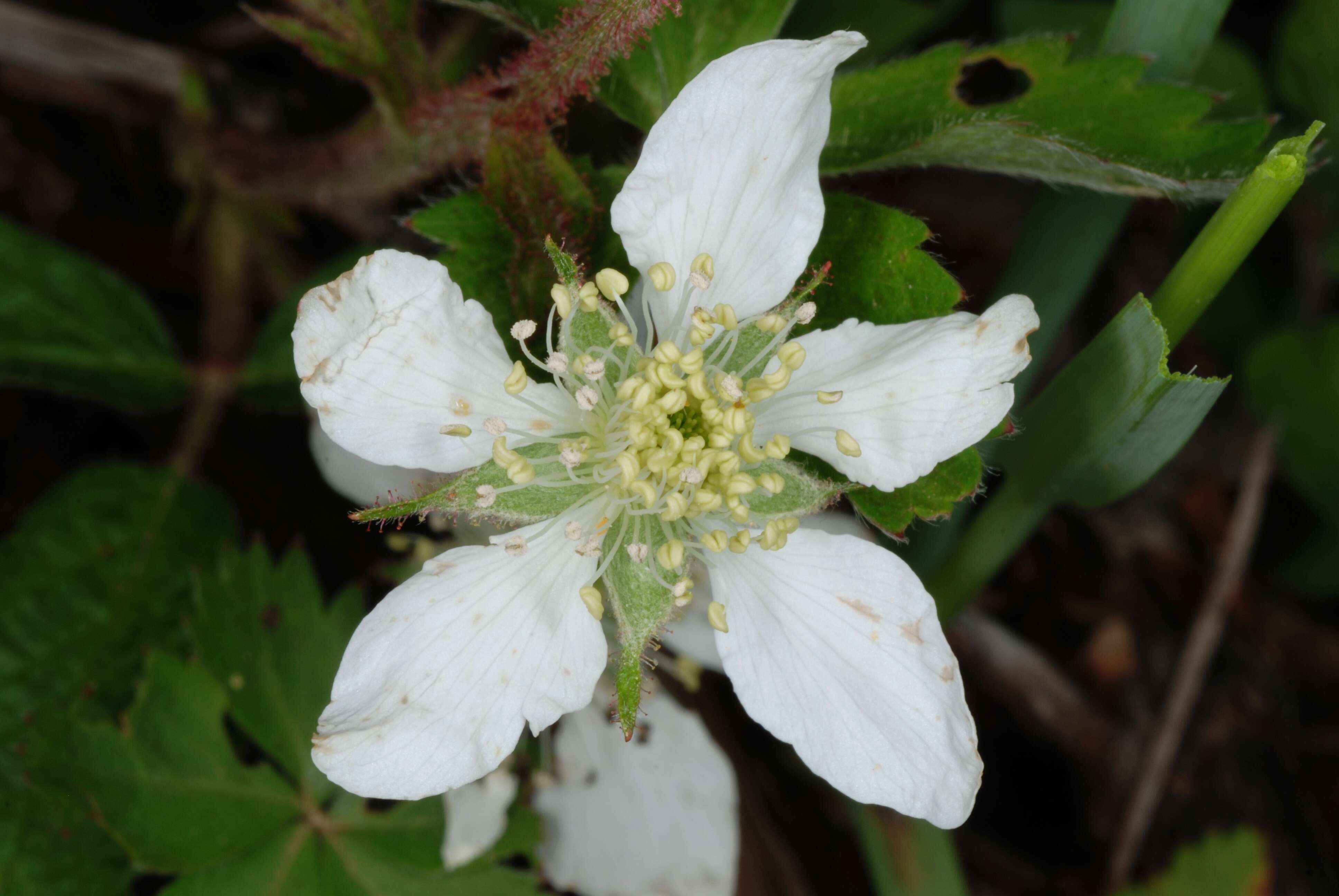 Imagem de Rubus allegheniensis Porter